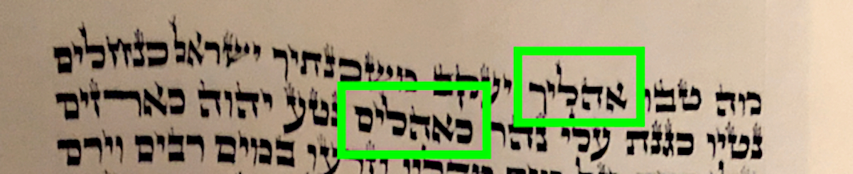 OHEL - Aloebaum